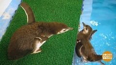 В мире. Юные пингвинчики. Доброе утро. Фрагмент выпуска от 02.09.2020