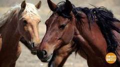 Дикие, но симпатичные! Доброе утро. Фрагмент выпуска от 03.09.2020