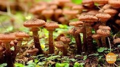 Когда грибы были большими… Доброе утро. Суббота. Фрагмент выпуска от 05.09.2020