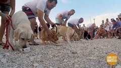 В мире. Марафон с псами. Доброе утро. Фрагмент выпуска от 07.09.2020