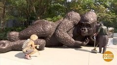 В мире. В защиту горилл. Доброе утро. Фрагмент выпуска от 07.09.2020