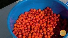 Рябиновый сентябрь. Доброе утро. Фрагмент выпуска от 09.09.2020