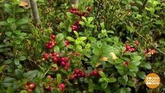 Айда за брусникой! Доброе утро. Суббота. Фрагмент выпуска от 12.09.2020