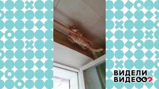 Кот, который спит под потолком. Видели видео? Фрагмент выпуска от 13.09.2020