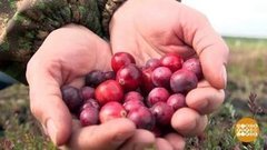Время собирать клюкву. Доброе утро. Фрагмент выпуска от 14.09.2020