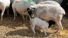 Такие ми-ми-мишные овечки! Доброе утро. Фрагмент выпуска от 15.09.2020