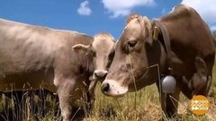 В мире. Спасение буренок. Доброе утро. Фрагмент выпуска от 16.09.2020