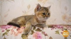 Киса, фу! Доброе утро. Фрагмент выпуска от 17.09.2020