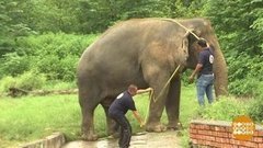 В мире. Перевозка слона. Доброе утро. Фрагмент выпуска от 18.09.2020