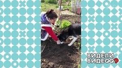 Хаски-садовод. Видели видео? Фрагмент выпуска от 20.09.2020