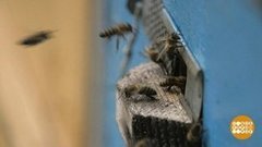 Пчелки, готовьтесь к зимовке! Доброе утро. Фрагмент выпуска от 21.09.2020