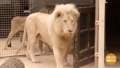 В мире. Львиный «подарок». Доброе утро. Фрагмент выпуска от 25.09.2020