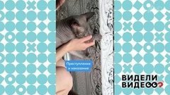 Как научить кошку делать ремонт. Видели видео? Фрагмент выпуска от 27.09.2020