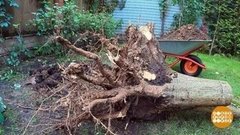 Корчуем пень. Доброе утро. Фрагмент выпуска от 28.09.2020