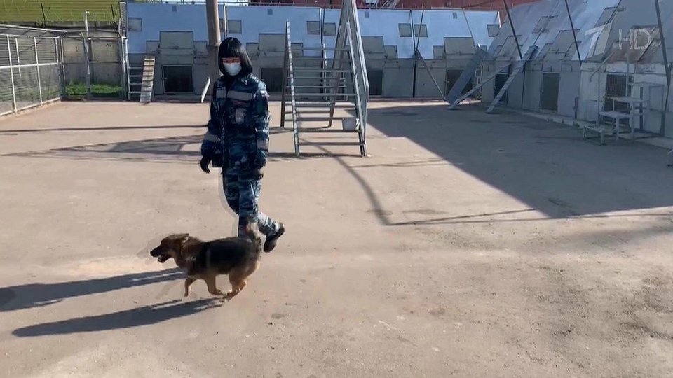Передач про породы собак thumbnail