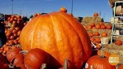 Тыква. Королева осени! Доброе утро. Суббота. Фрагмент выпуска от 03.10.2020