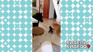 Котенок бросился защищать пса от кота! Видели видео? Фрагмент выпуска от 04.10.2020