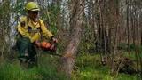 Президент предложил решение проблемы уничтожения лесов в России черными лесорубами