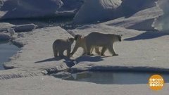 Мишкам тоже нужен дом… Доброе утро. Фрагмент выпуска от 06.10.2020