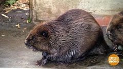 Главное — хвост! Доброе утро. Фрагмент выпуска от 08.10.2020