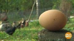 Что было раньше — курица или яйцо? Доброе утро. Фрагмент выпуска от 09.10.2020