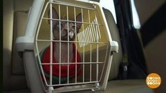 Мы везем с собой кота. Доброе утро. Суббота. Фрагмент выпуска от 10.10.2020