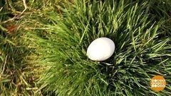 Яичные рекорды. Доброе утро. Суббота. Фрагмент выпуска от 10.10.2020