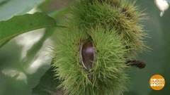 Время собирать каштаны. Доброе утро. Фрагмент выпуска от 13.10.2020