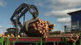 В России ужесточают ответственность за незаконный вывоз лесоматериалов