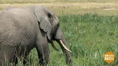 В мире. Переселение слона. Доброе утро. Фрагмент выпуска от 16.10.2020