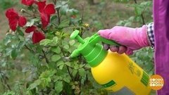 Готовим розы к зимовке. Доброе утро. Фрагмент выпуска от 16.10.2020 
