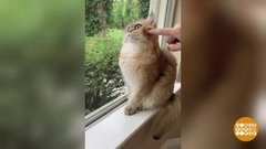 Крокодилы и котики — на юг! А пчелы — на пенсию…  Доброе утро. Суббота. Фрагмент