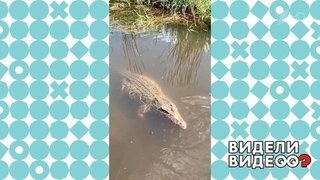 Крокодил из Балашихи. Видели видео? Фрагмент