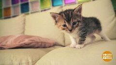 Выхаживаем котенка. Доброе утро. Фрагмент 