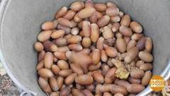 Дуб начинается с желудя. Доброе утро. Фрагмент выпуска от 19.10.2020