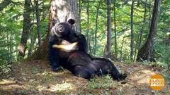 Зверушки с фотоловушек. Доброе утро. Фрагмент 