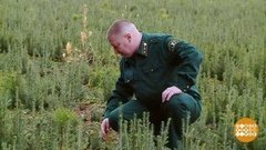 Елки под охраной. Доброе утро. Фрагмент