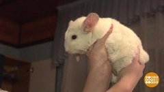 Сплошное пушистое ми-ми-ми! Доброе утро. Фрагмент