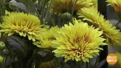 «Бал хризантем» в Ялте. Доброе утро. Фрагмент