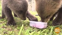 Миша косолапый по лесу идет… Доброе утро. Фрагмент