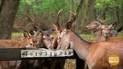 Зверушки, кушать подано! Доброе утро. Фрагмент 