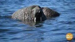 На Ямал, в гости к моржам! Доброе утро. Фрагмент 