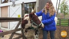 Обнимашки с коровами. Доброе утро. Фрагмент выпуска от 10.11.2020