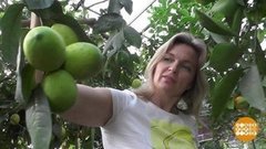 Лимоны надо нюхать! Доброе утро. Фрагмент 