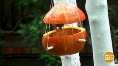 Птички, налетай! Доброе утро. Суббота. Фрагмент 