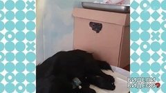 Триллер в ветклинике. Видели видео? Фрагмент