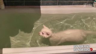 Кот устраивает заплывы в ванне. Видели видео? Фрагмент