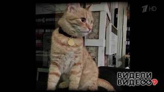 «Кот да Винчи»: кот Гараж, талисман музея современного искусства. Видели видео? Фрагмент