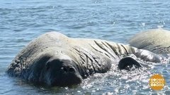 В гости к моржам. Доброе утро. Фрагмент 