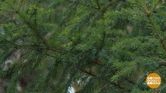 Охота на елочных браконьеров. Доброе утро. Фрагмент 